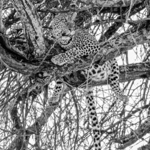 Exhibit Errance, Beauty of wildlife by Camille Massida Photography